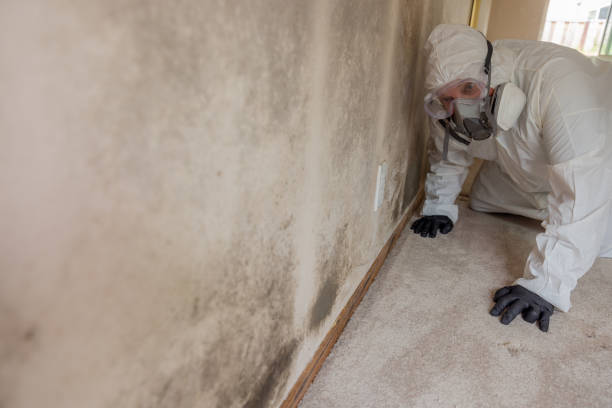 Trusted El Dorado, KS Mold Removal Services Experts